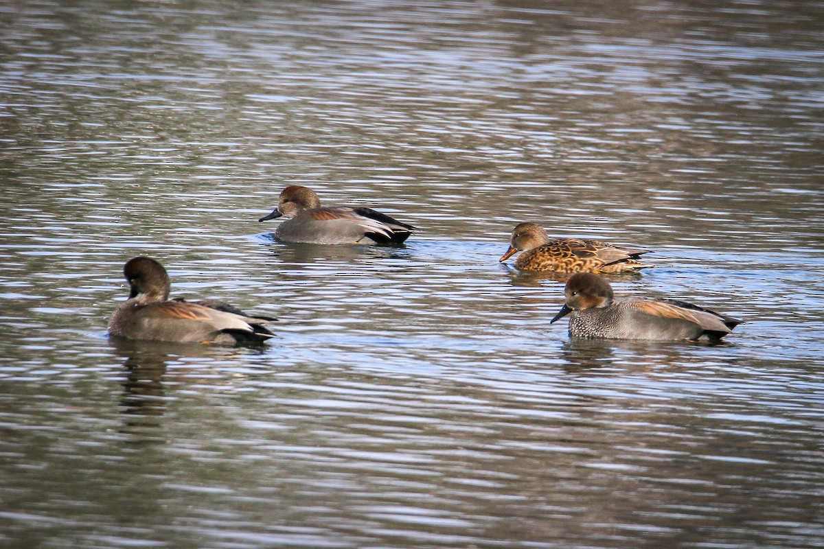 Нерозень - ML646656001