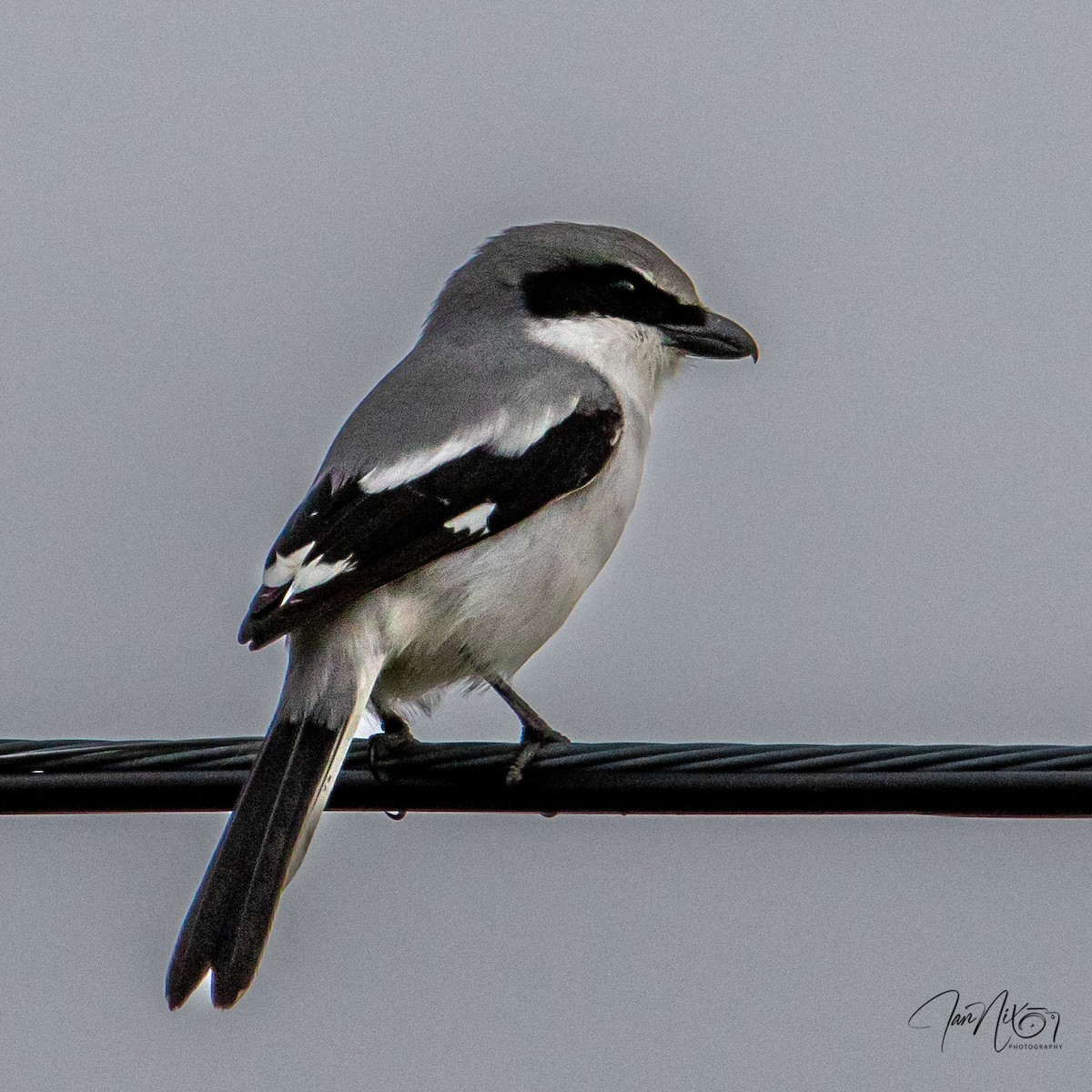 Pie-grièche migratrice - ML646656003