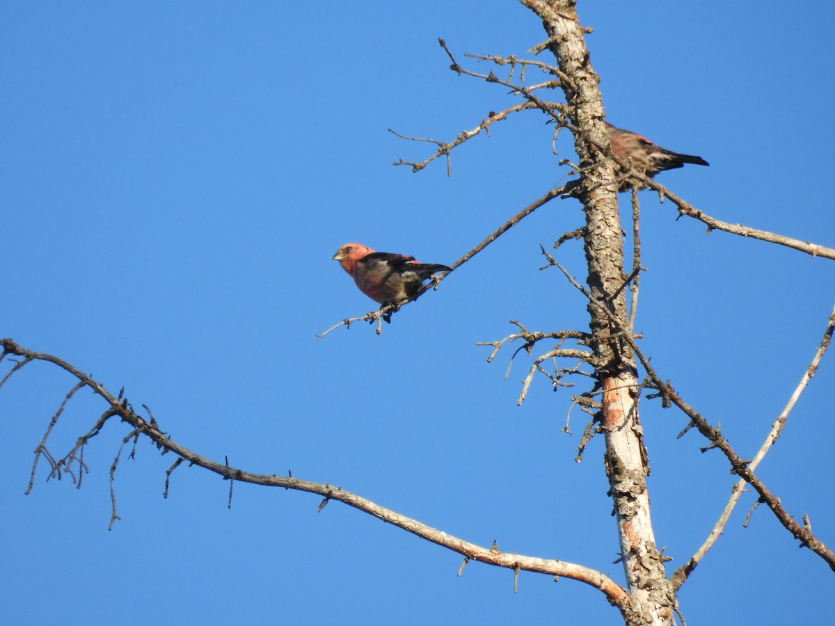 Шишкар білокрилий - ML646656005