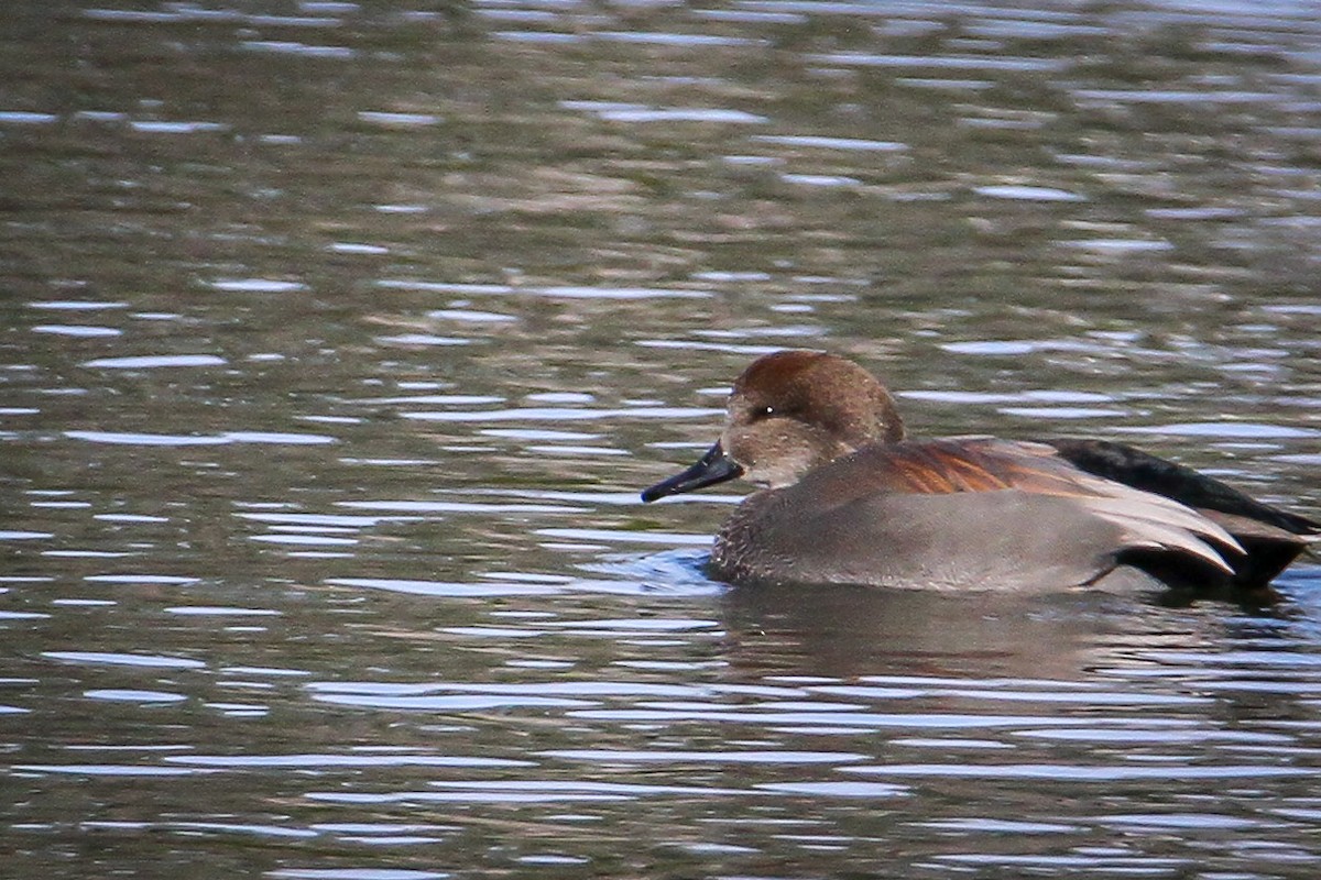 Нерозень - ML646656007