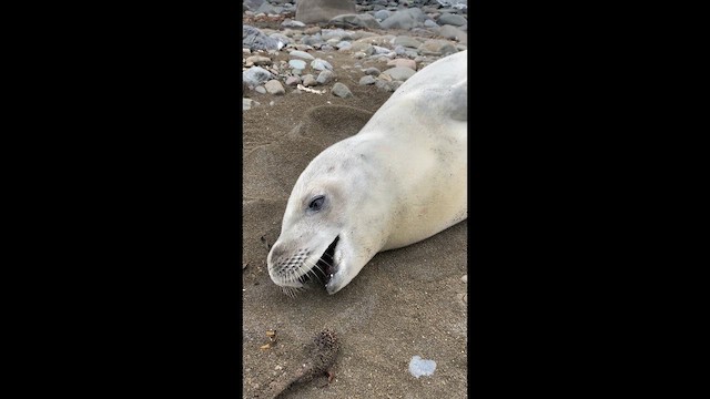 Mammals - ML646656009