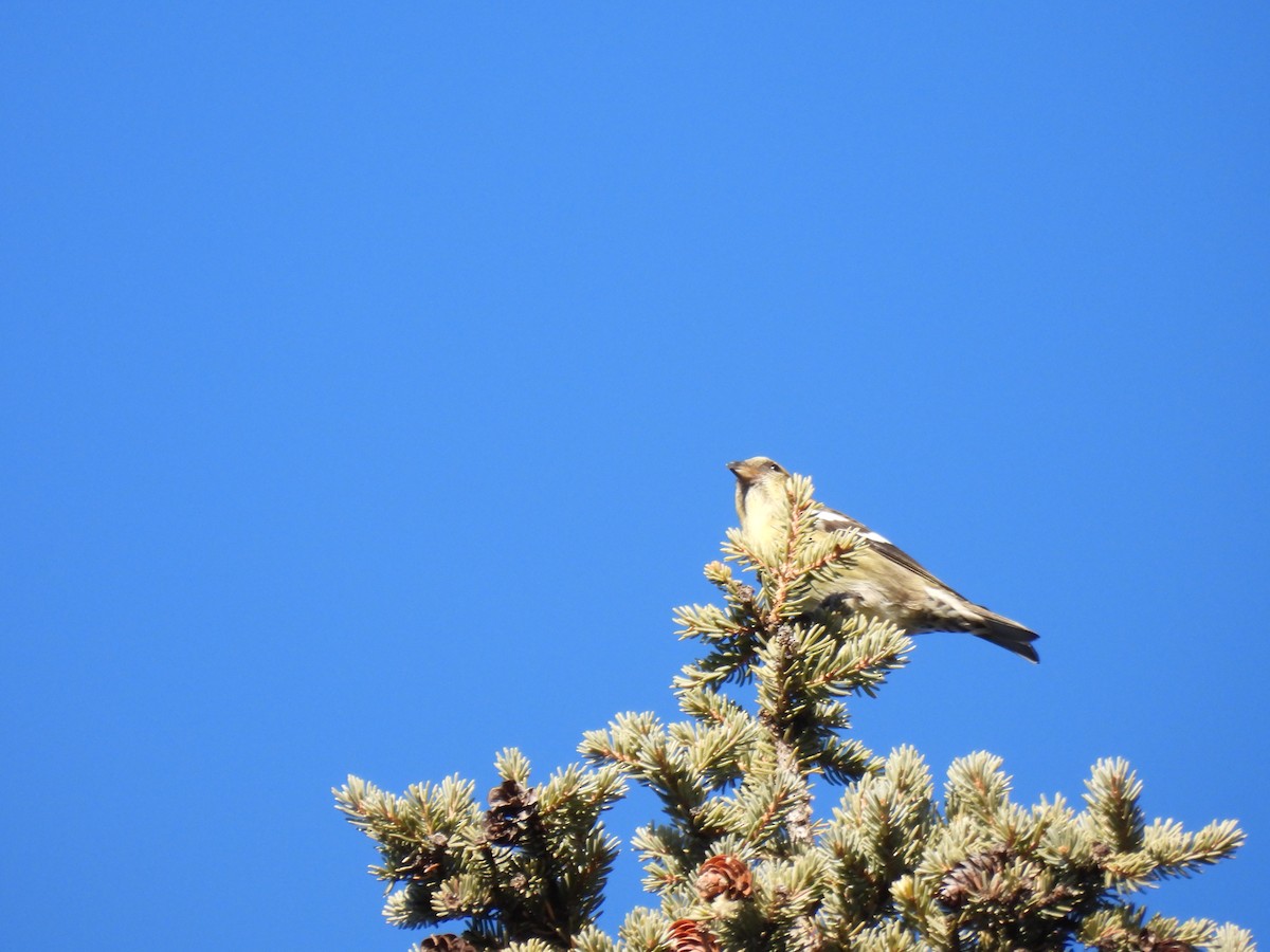 Шишкар білокрилий - ML646656013