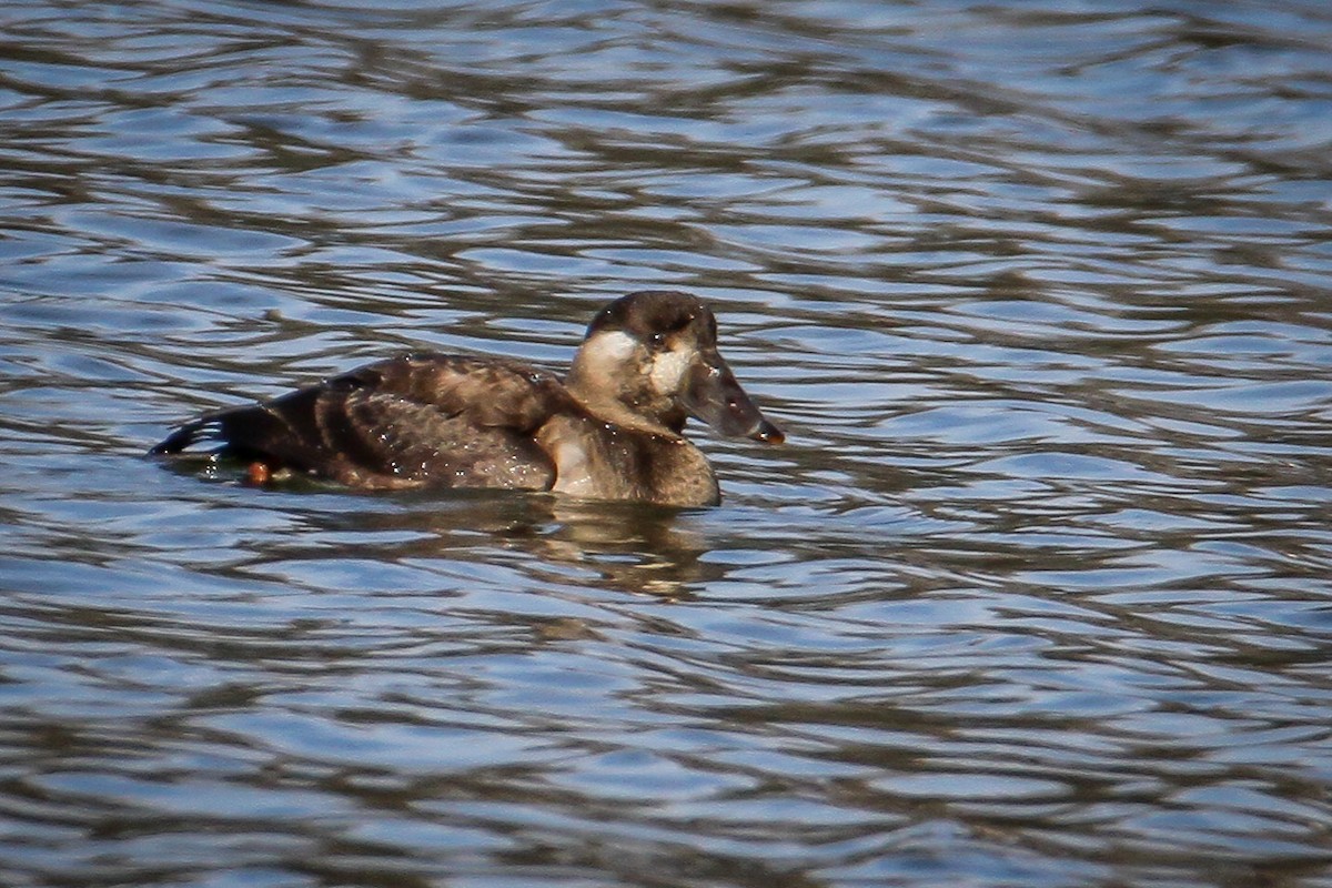 Macreuse à front blanc - ML646656014