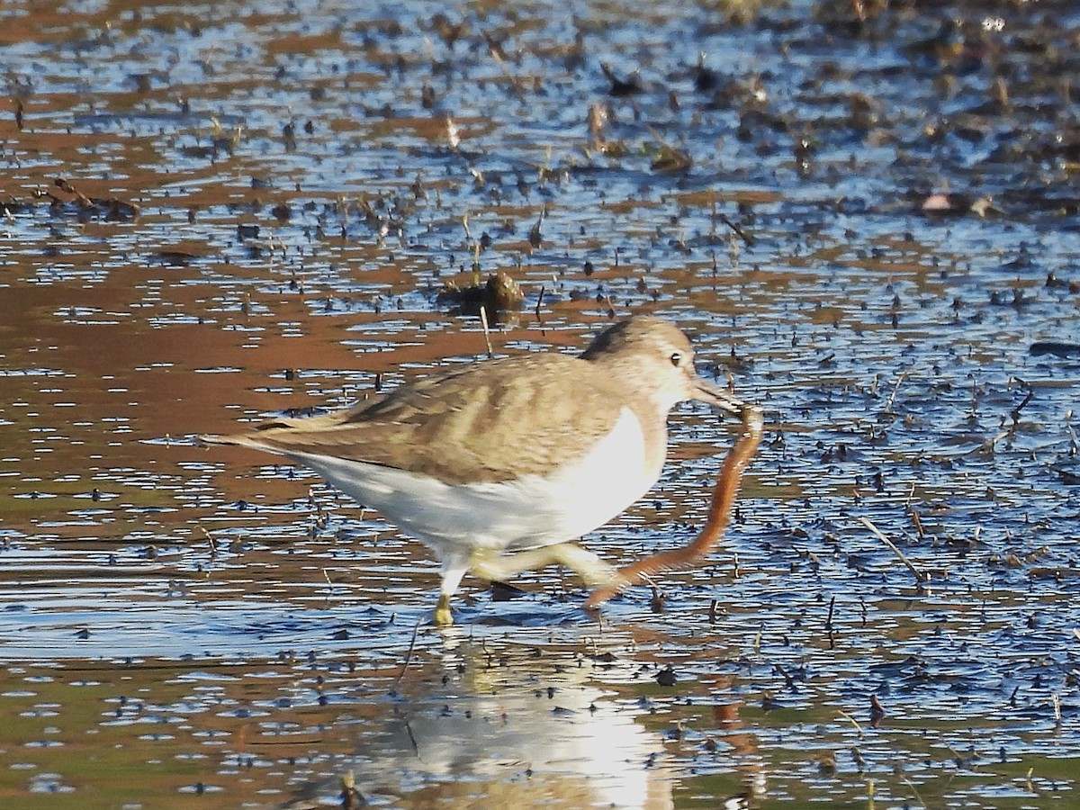 Common Sandpiper - ML646656015
