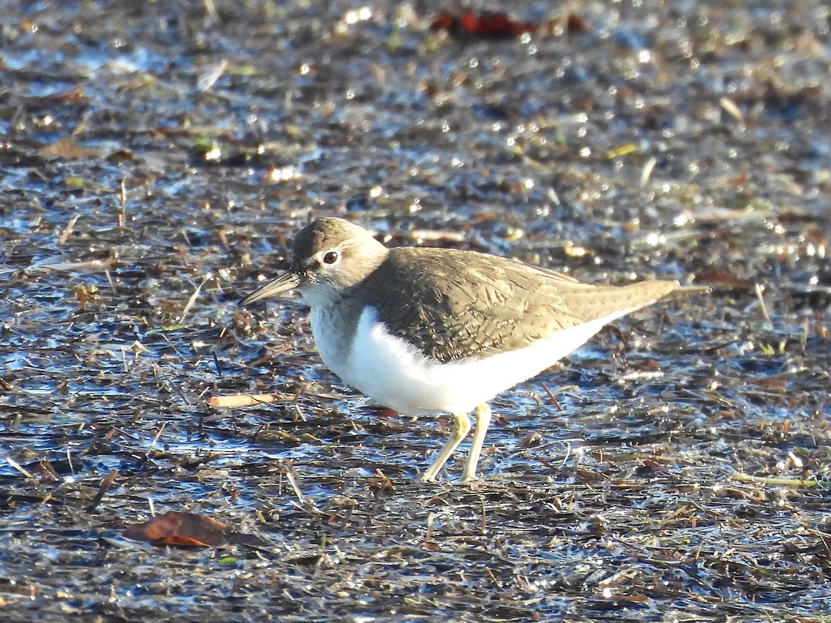 Common Sandpiper - ML646656016