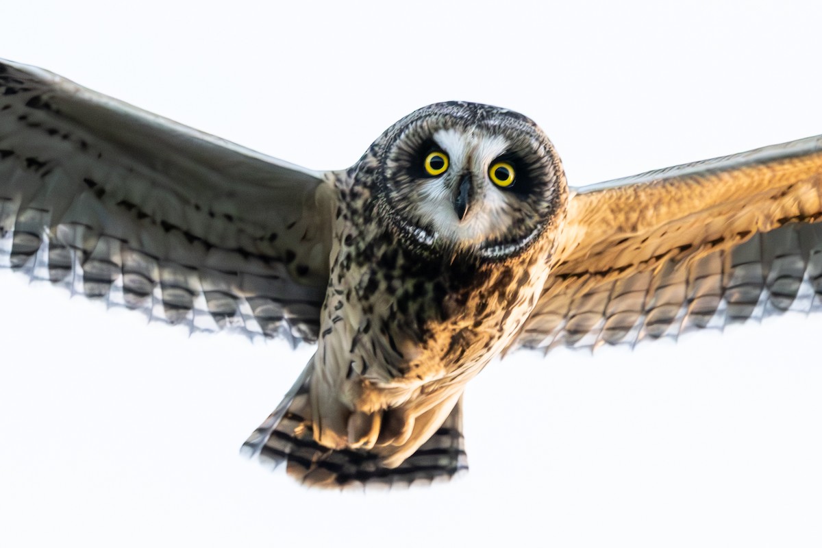 Short-eared Owl - ML646656018