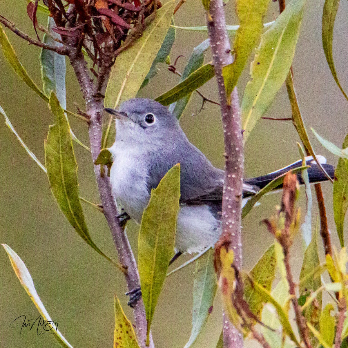 Blue-gray Gnatcatcher - ML646656020