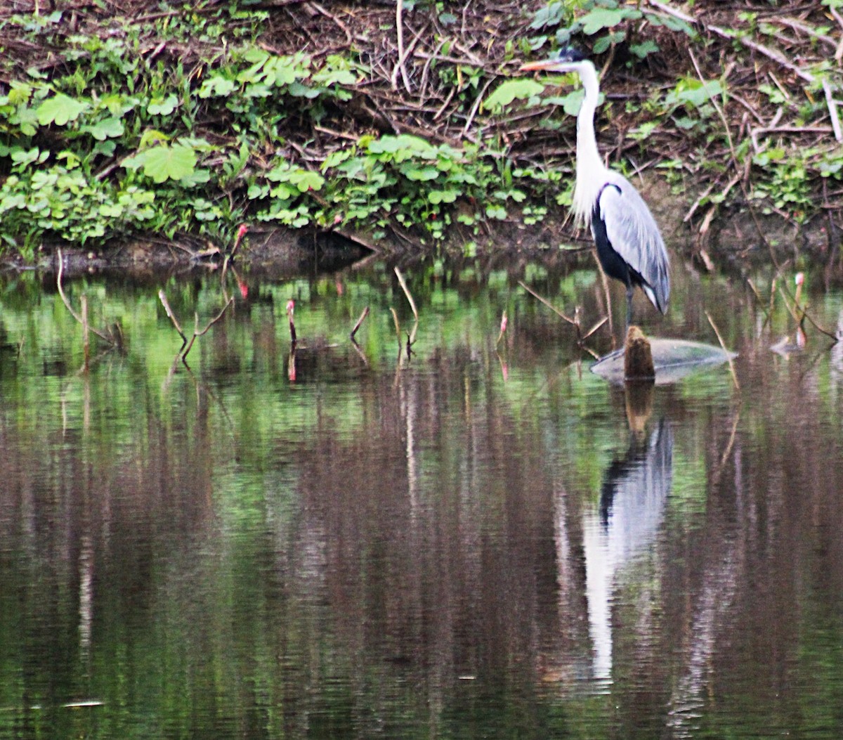 Чапля-кокої - ML646656025