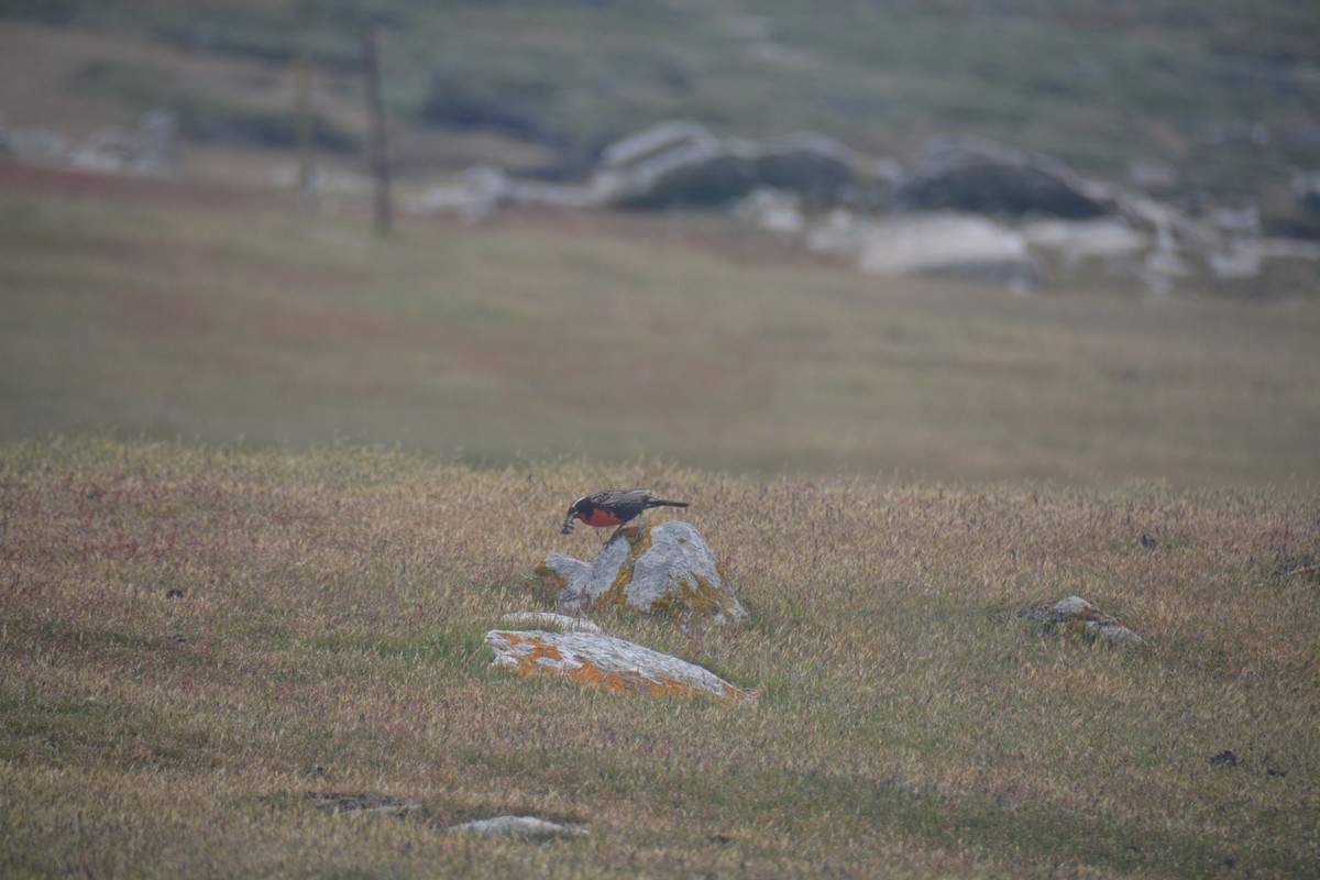 Long-tailed Meadowlark - ML646656029