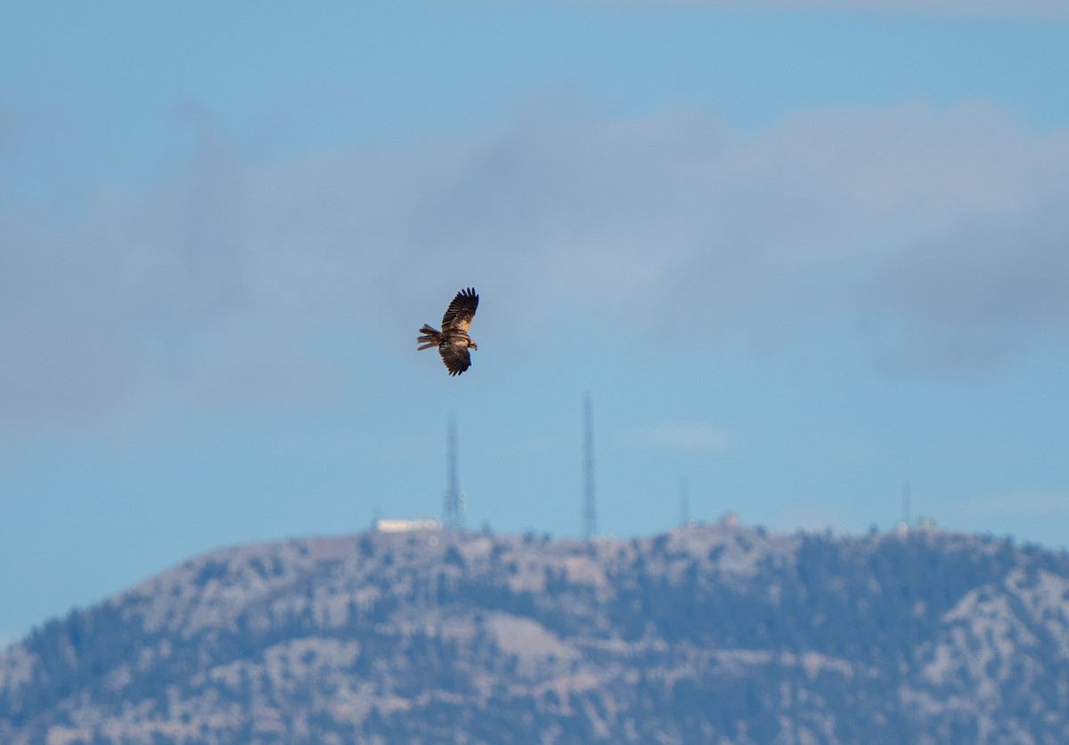 זרון סוף - ML646656030