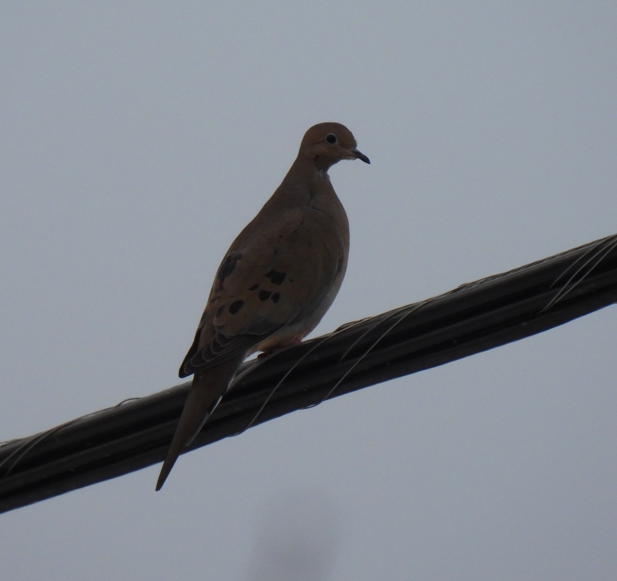 Mourning Dove - ML646656031