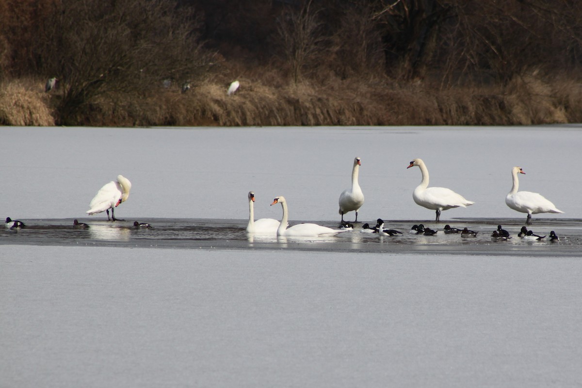 Common Goldeneye - ML646656032
