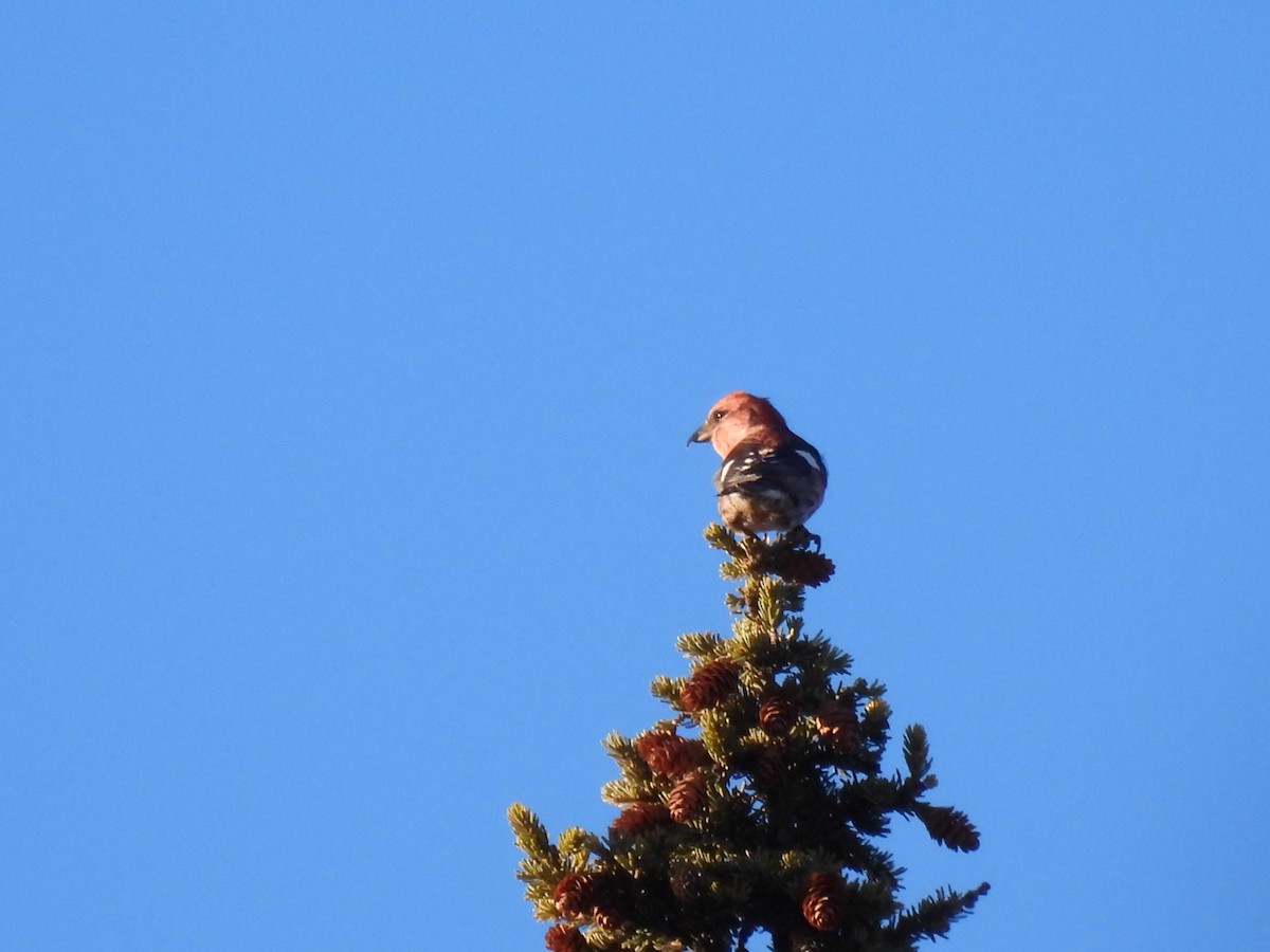 Шишкар білокрилий - ML646656040