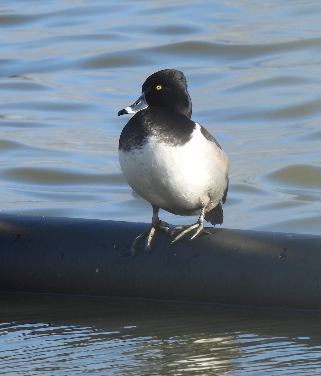 Ring-necked Duck - ML646656042
