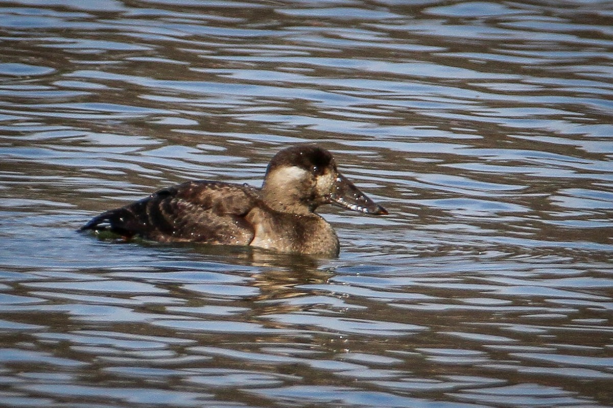 Macreuse à front blanc - ML646656044