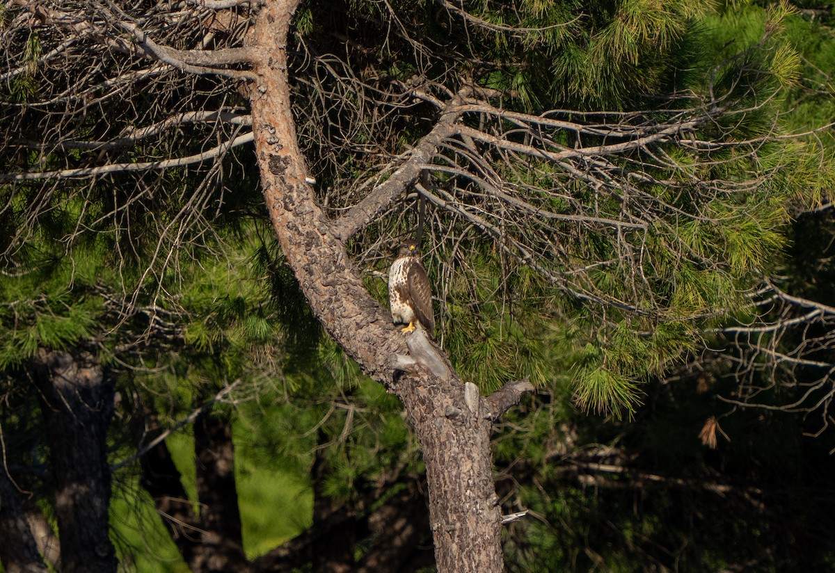 עקב חורף - ML646656048