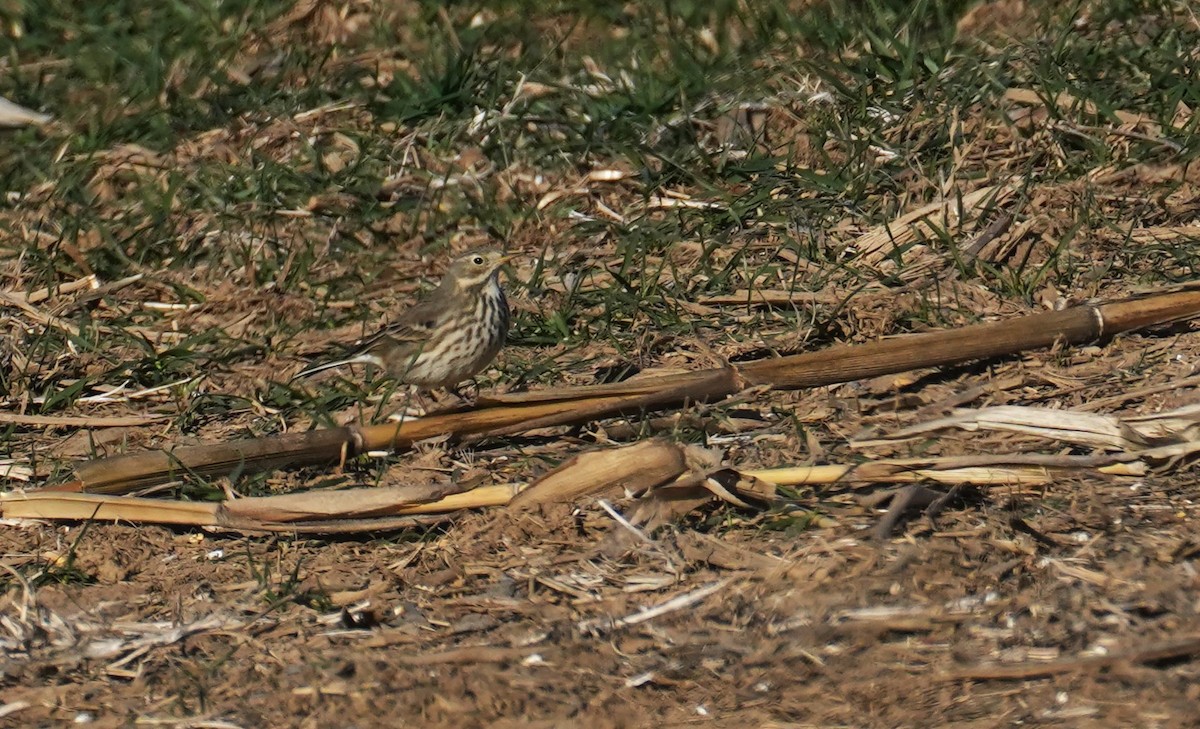 American Pipit - ML646656049