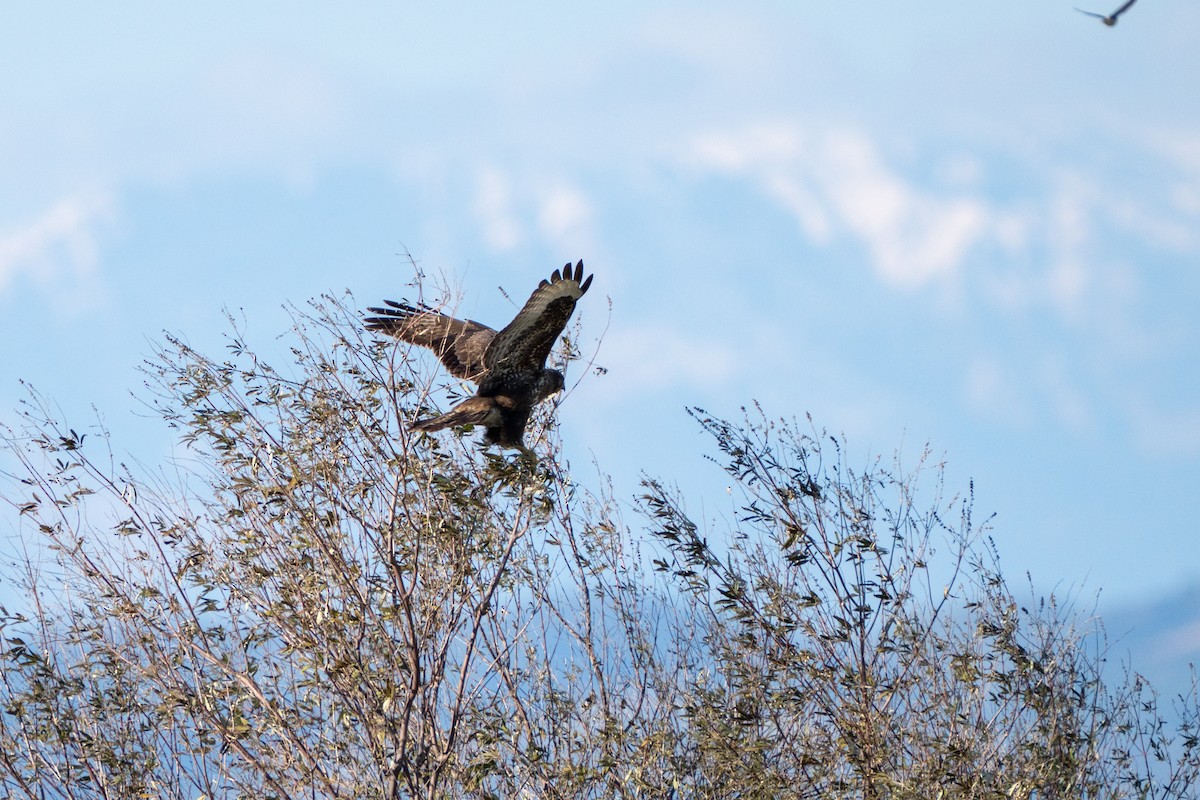 עקב חורף - ML646656050