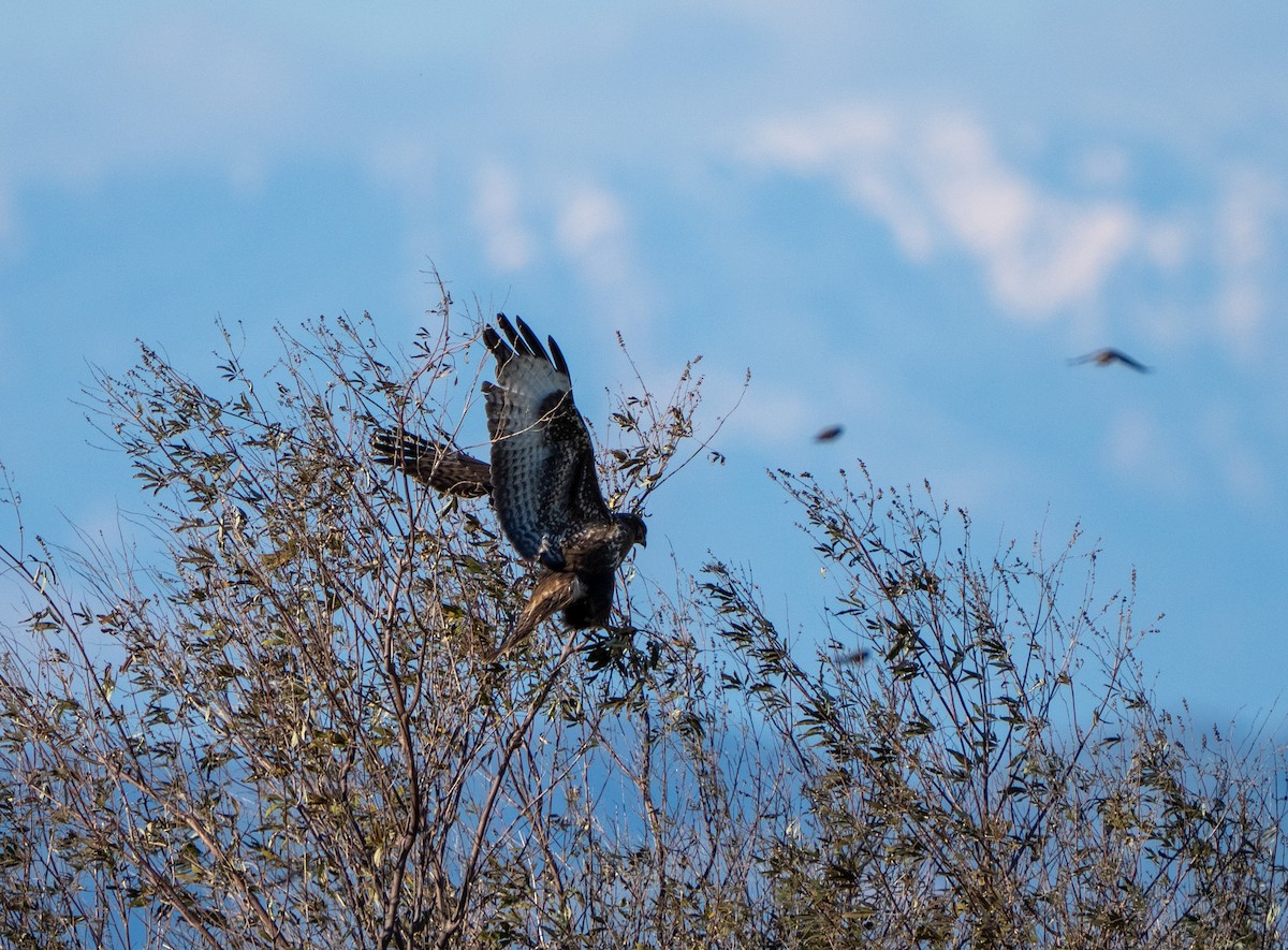 עקב חורף - ML646656051