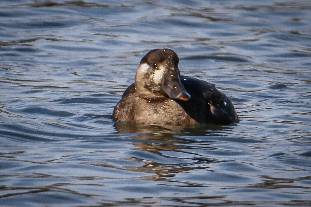 Macreuse à front blanc - ML646656059