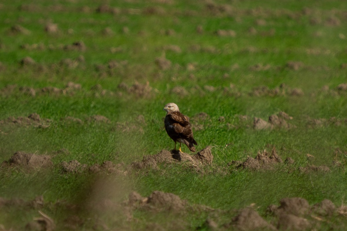 עקב עיטי - ML646656062