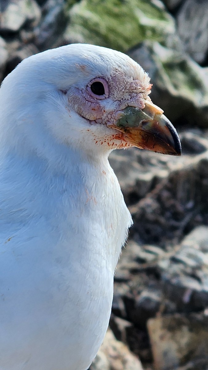Snowy Sheathbill - ML646656063