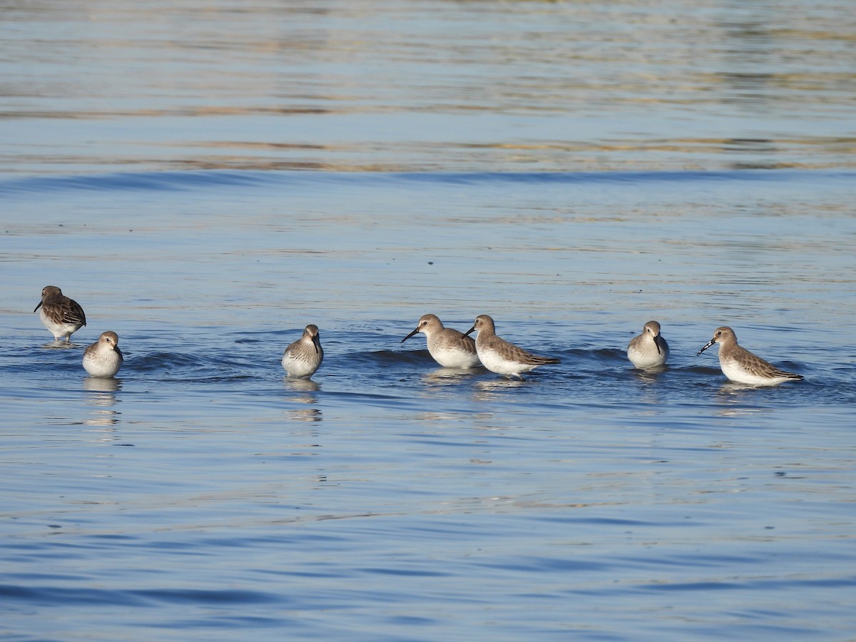 Dunlin - ML646656064