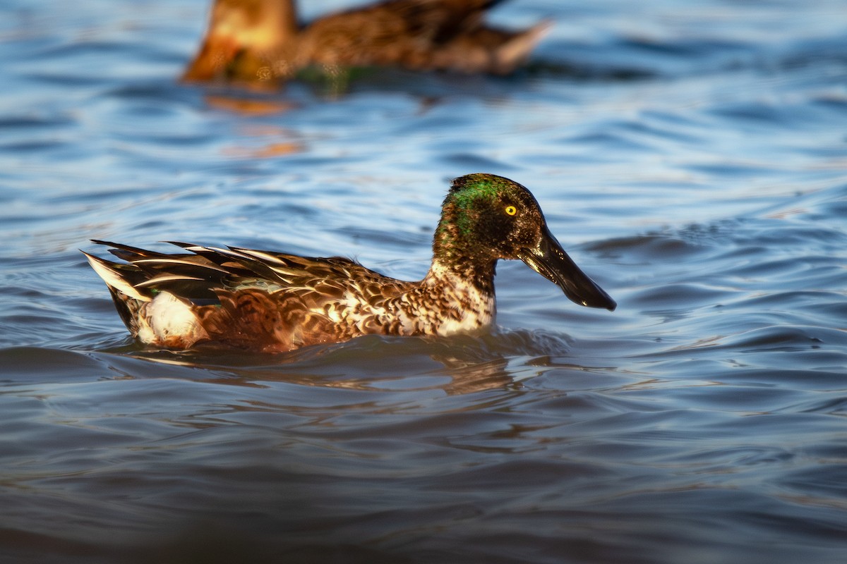 Kaşıkgaga - ML646656065