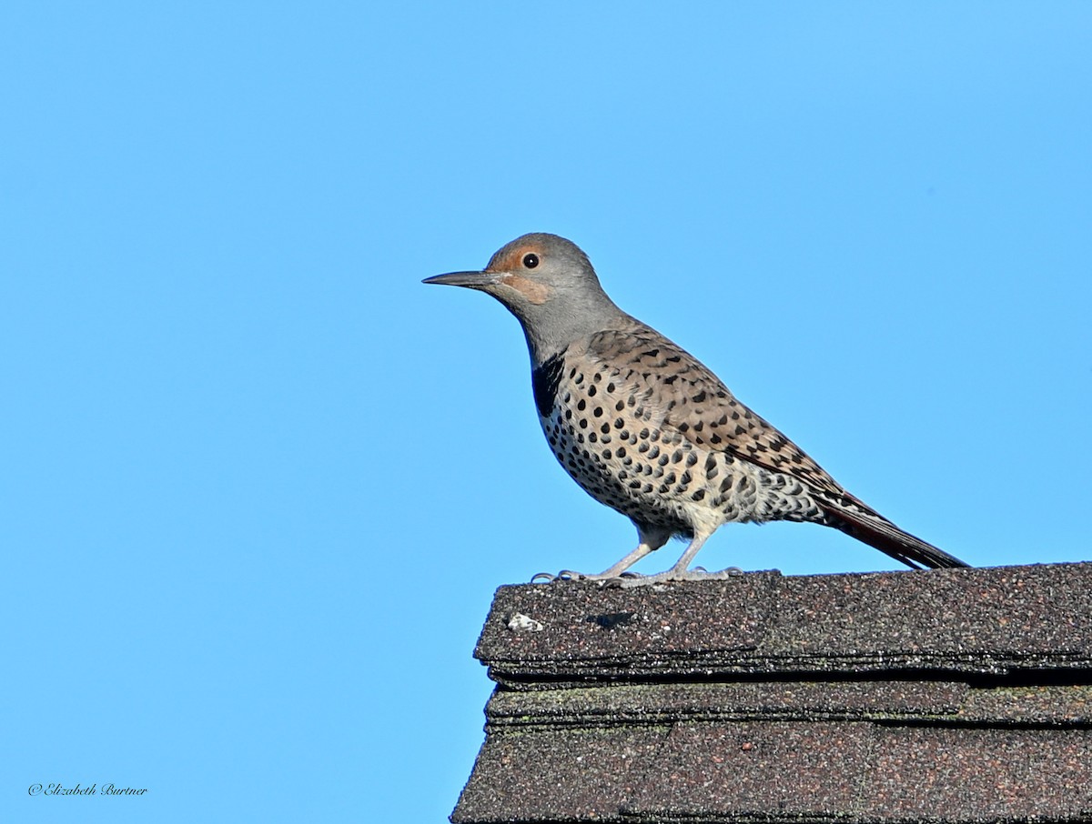 Northern Flicker - ML646656066