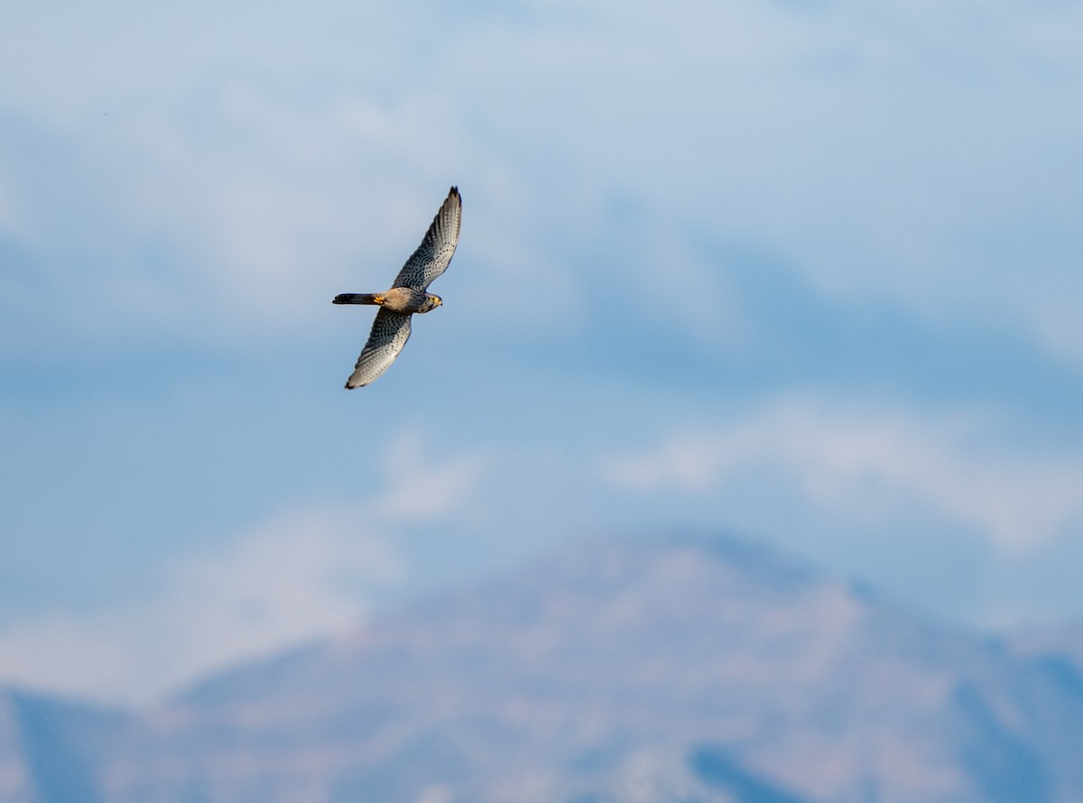 בז מצוי - ML646656071