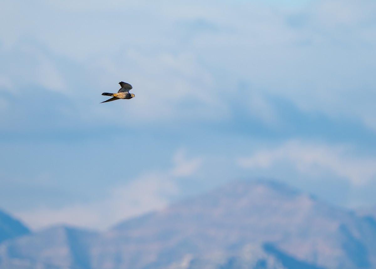 בז מצוי - ML646656072