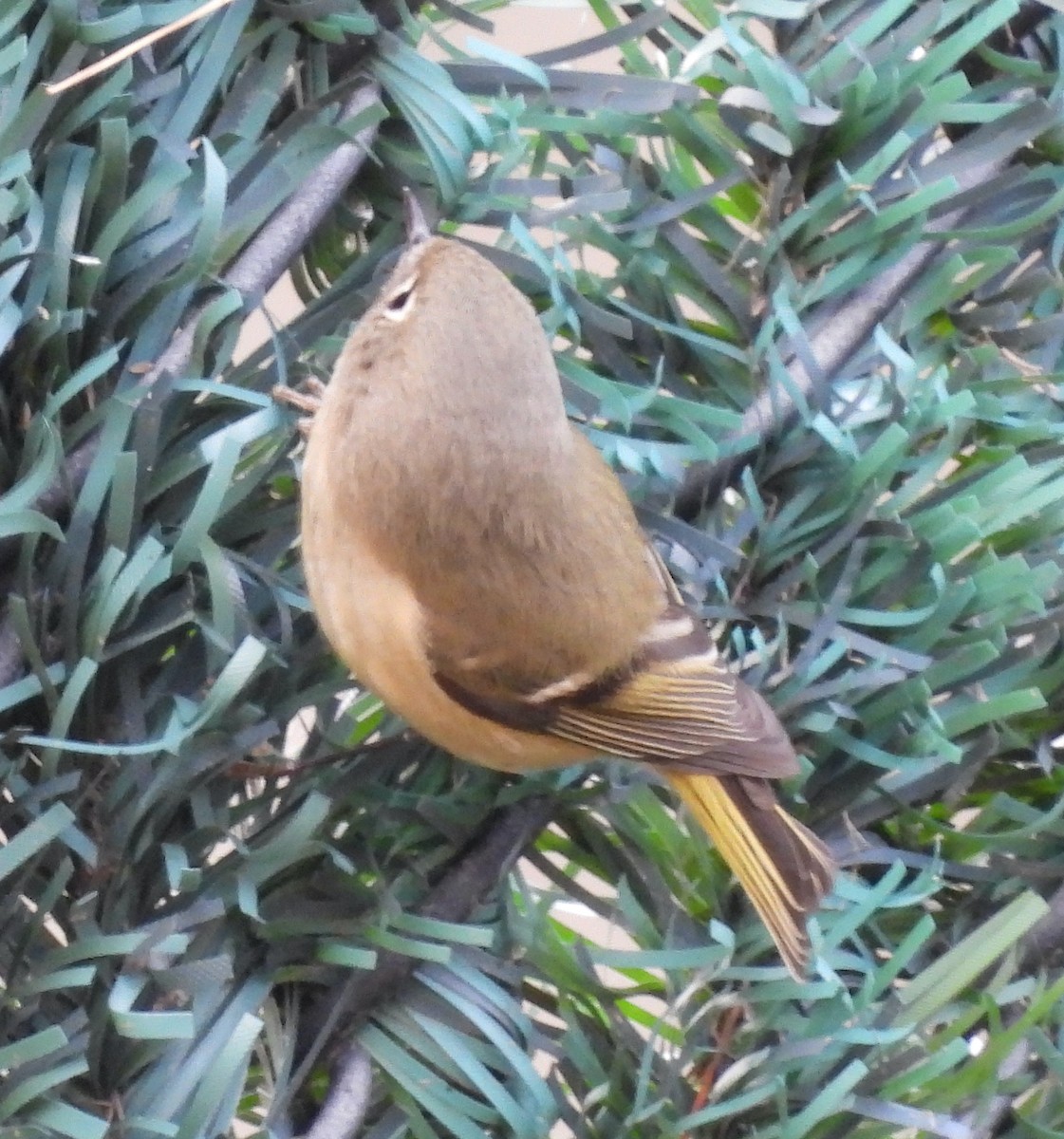 Ruby-crowned Kinglet - ML646656073