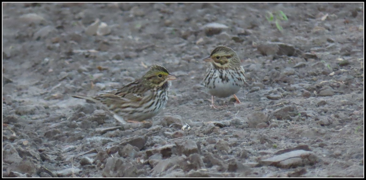 Пасовник савановий - ML646656074