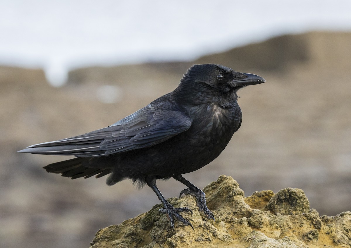 Чёрная ворона - ML646656075