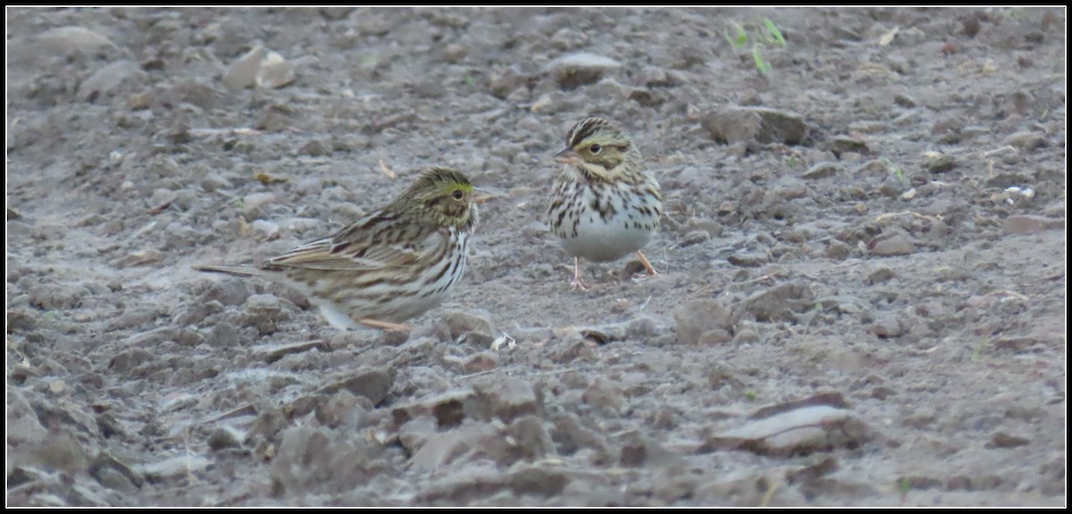 Пасовник савановий - ML646656076