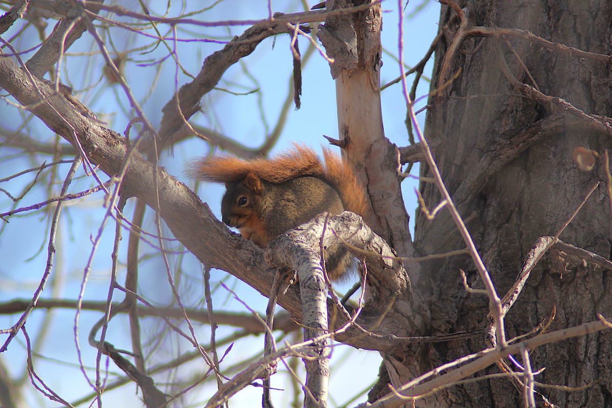 Western Fox Squirrel - ML646656077