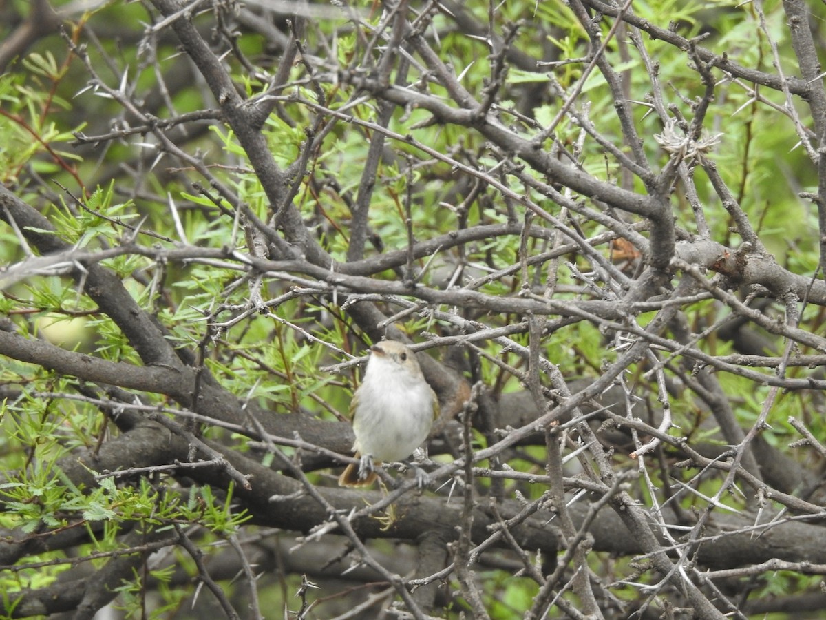 Fulvous-crowned Scrub-Tyrant - ML646656078