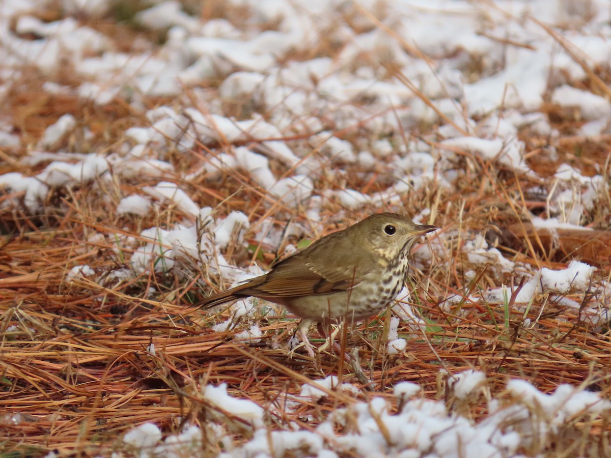 Hermit Thrush - ML646656079