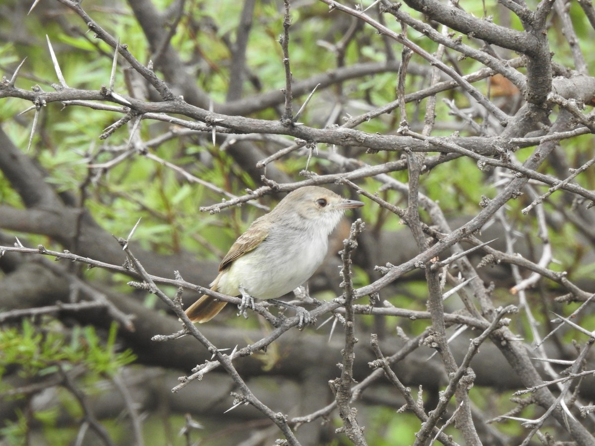 Fulvous-crowned Scrub-Tyrant - ML646656081
