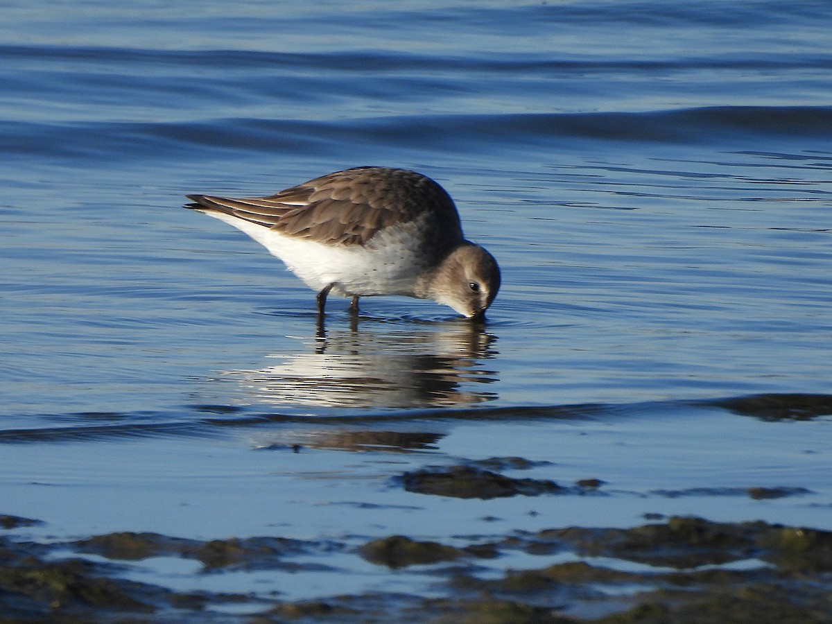 Dunlin - ML646656087