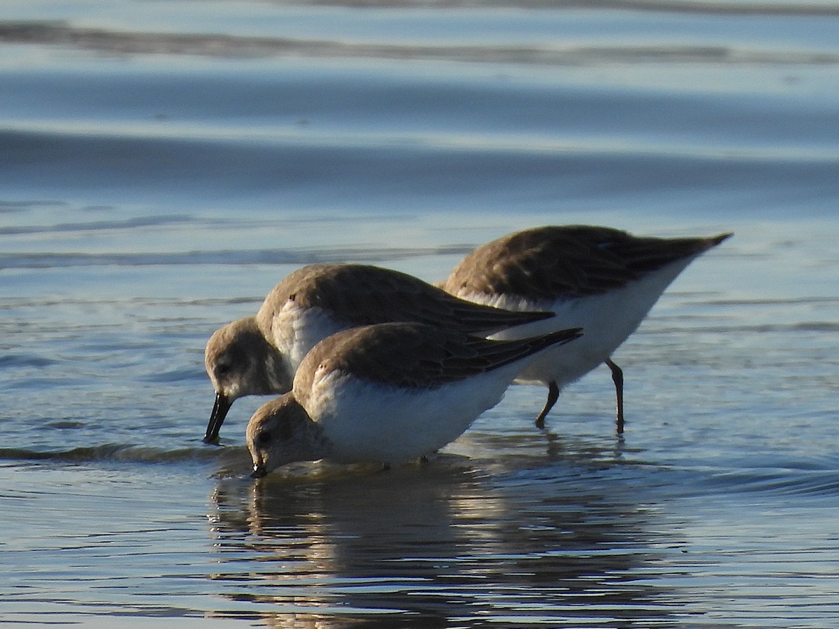 Dunlin - ML646656088