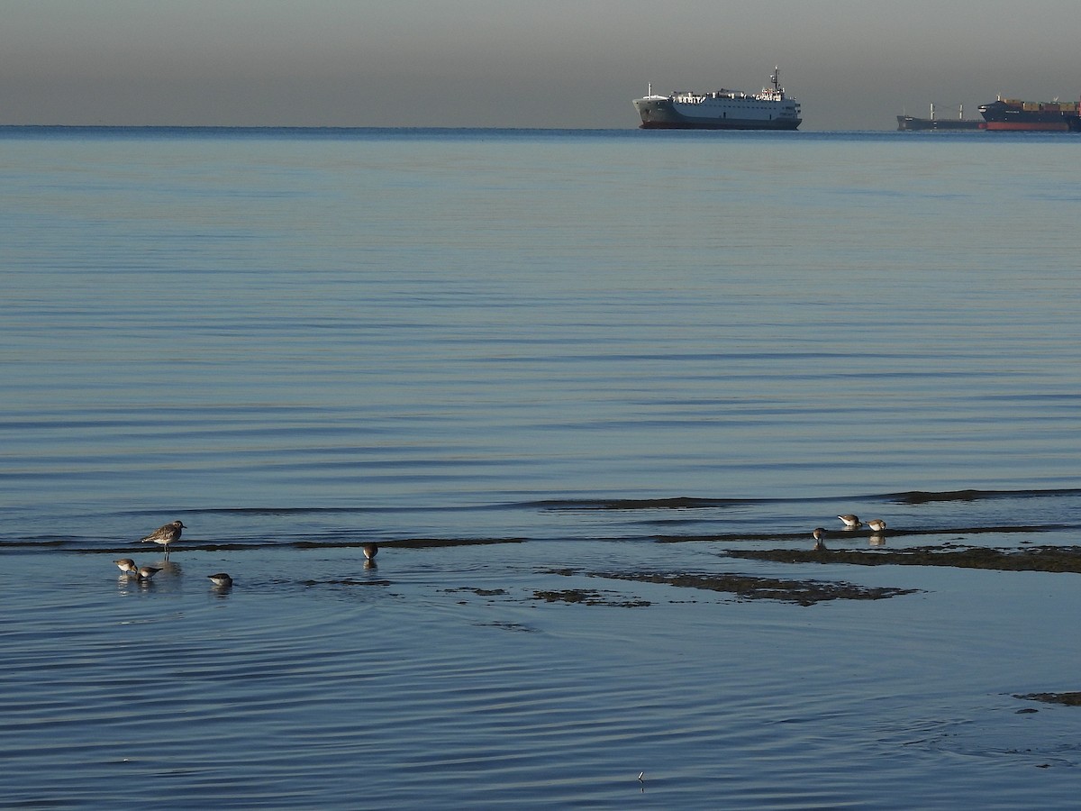 Dunlin - ML646656089