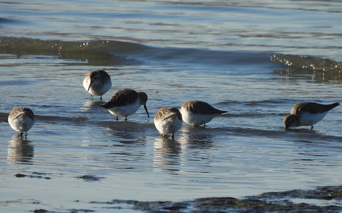 Dunlin - ML646656091