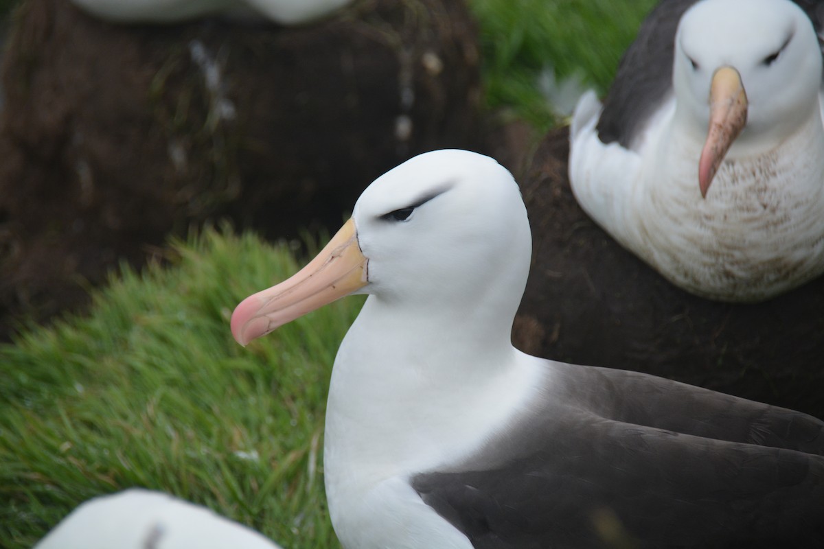 Black-browed Albatross - ML646656094