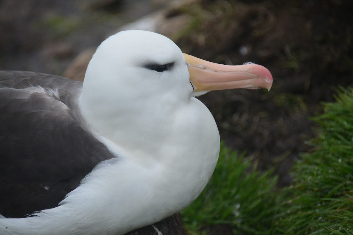 Black-browed Albatross - ML646656095