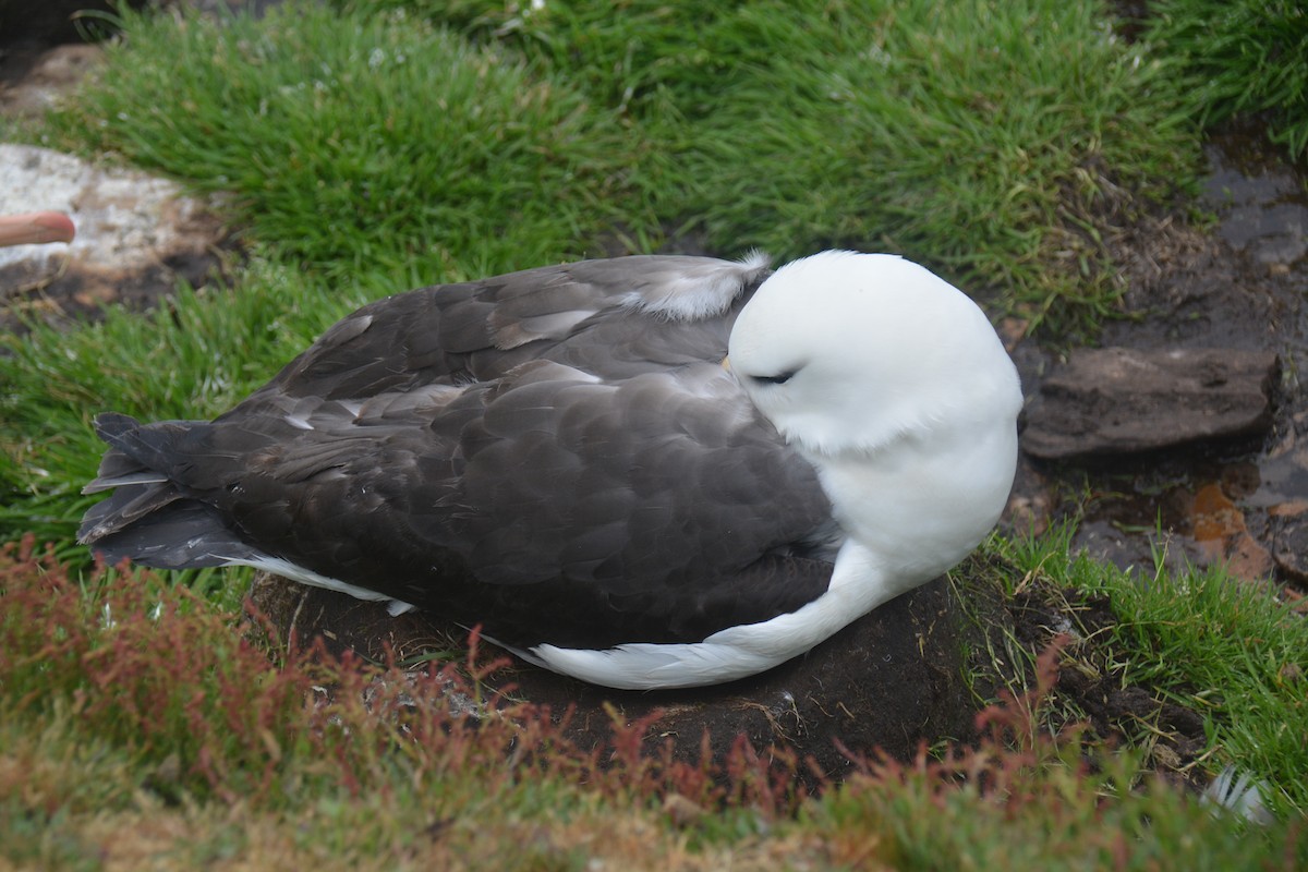 Black-browed Albatross - ML646656096