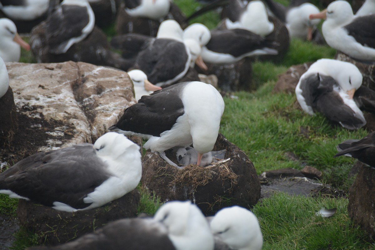 Black-browed Albatross - ML646656097
