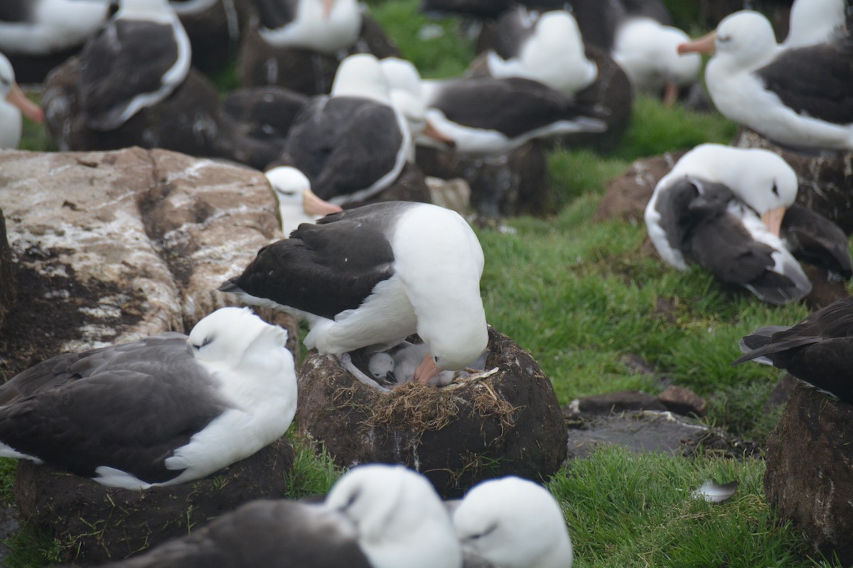 Black-browed Albatross - ML646656098