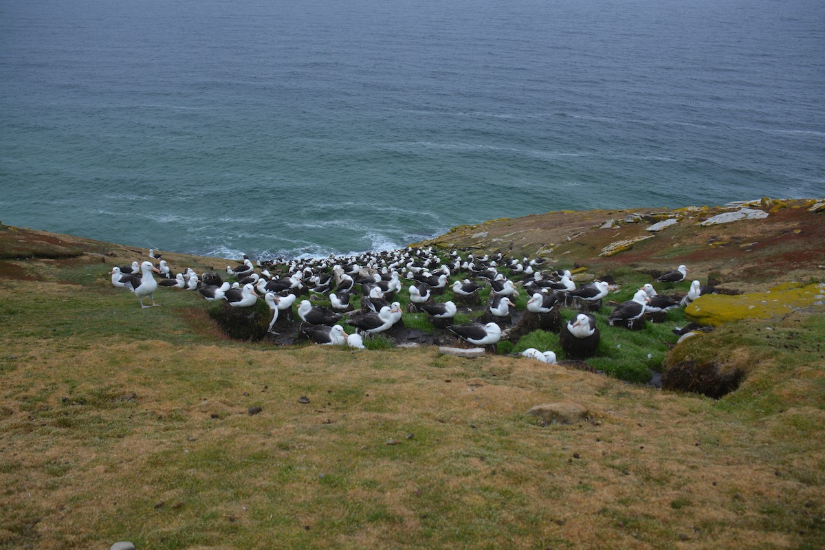 Black-browed Albatross - ML646656099