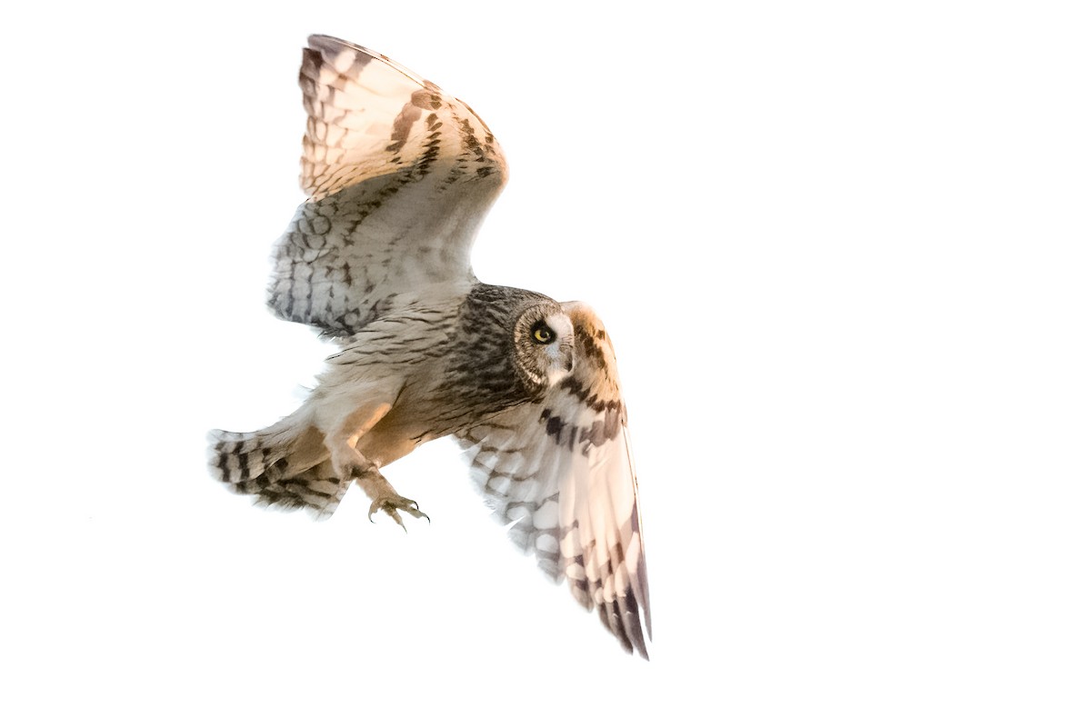 Short-eared Owl - ML646656100